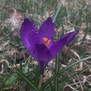 Meet your Posher, Daisy